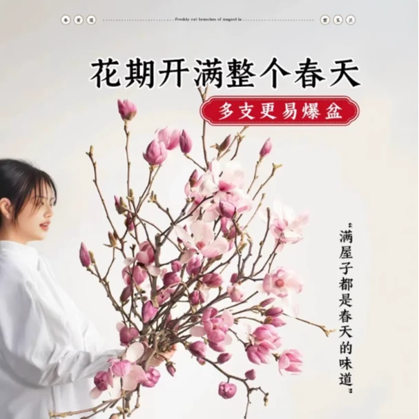 紫玉兰鲜花水培植物室内腊梅客厅插花鲜切花年宵花