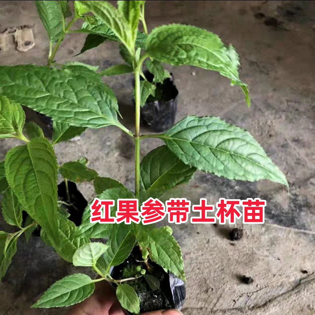 红果参蜘蛛果算盘果带土种球杯苗绿植盆景盆栽产地直发