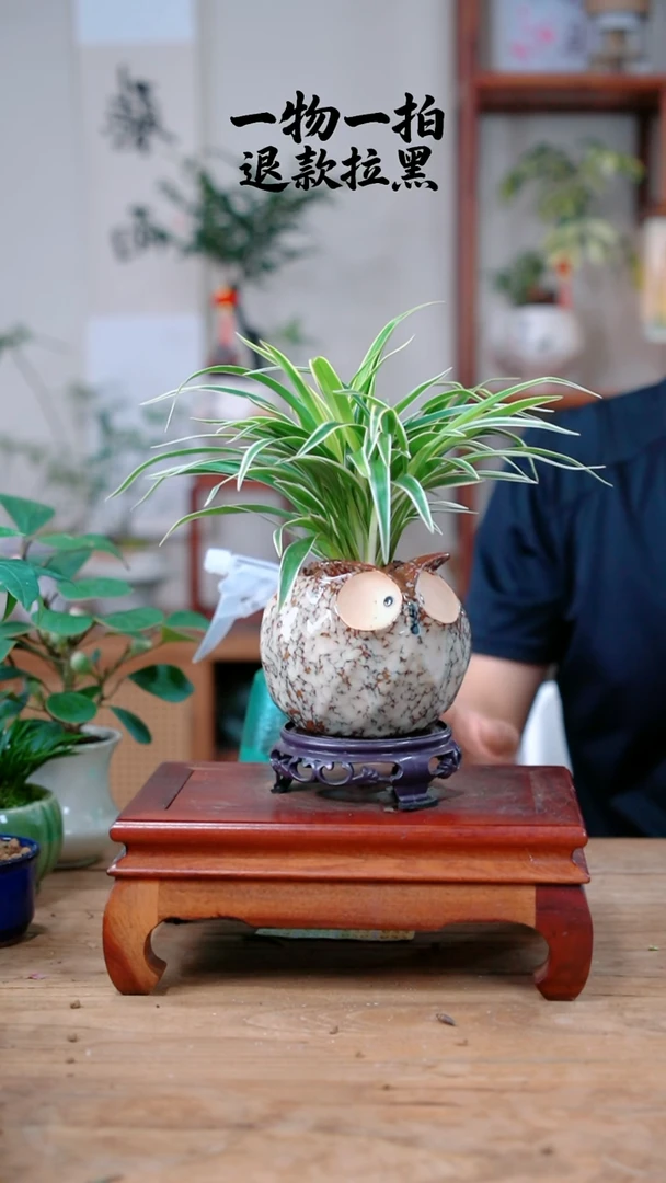 完全开放一**秋613吊兰