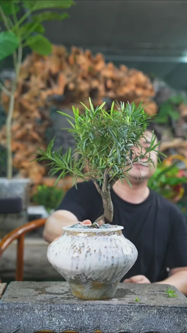 完全开放罗汉松549+