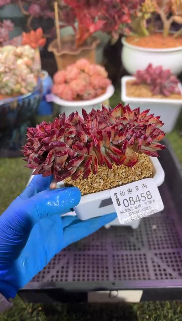 【闪购商品】08458