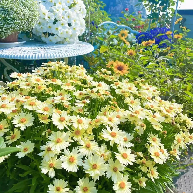 金鸡菊小闹钟盆栽耐热多年生宿根室内阳台庭院花园植物花苗花期长