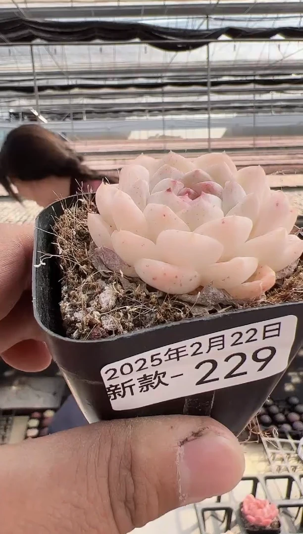【闪购商品】新款多肉-229