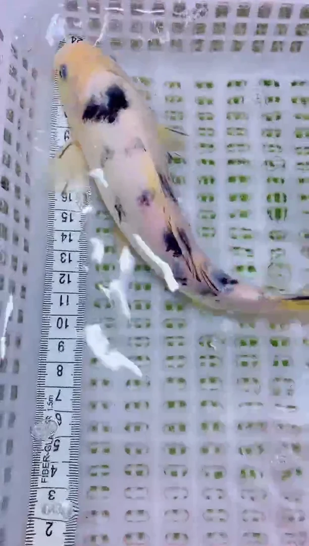 锦鲤血统锦鲤全场包邮128