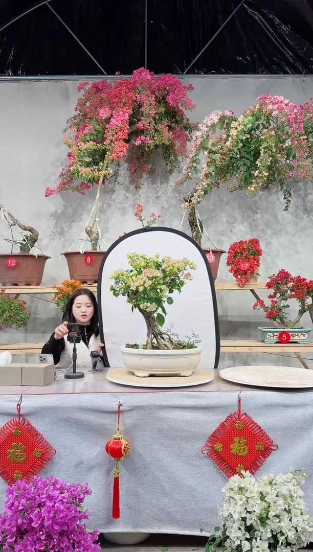 【闪购商品】盆景绿叶樱花