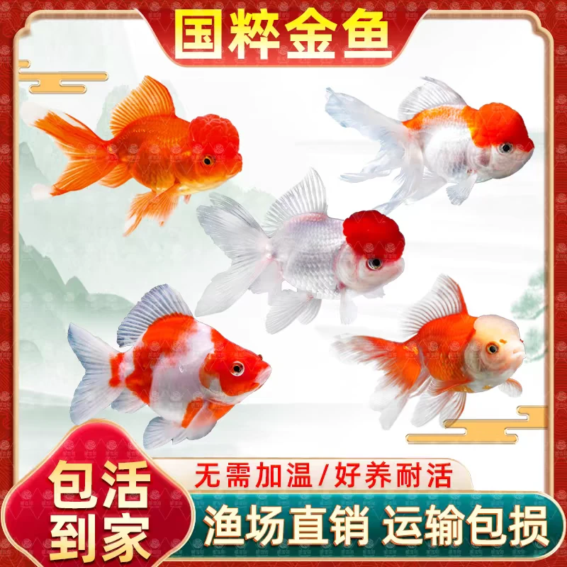 大尺寸11条国粹金鱼8-10公分鎏金红头狮头等不指定