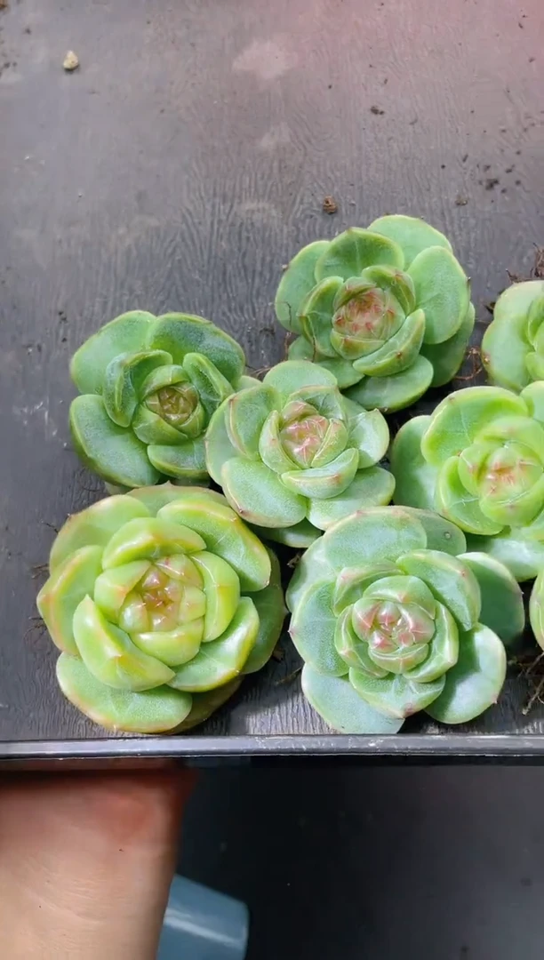 611新珍妮量拍发一颗