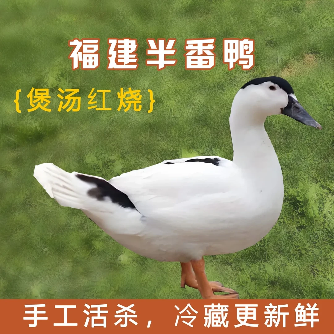 【活杀】福建鸭散养半番鸭高山农村散养180天吃玉米半番新鲜现杀