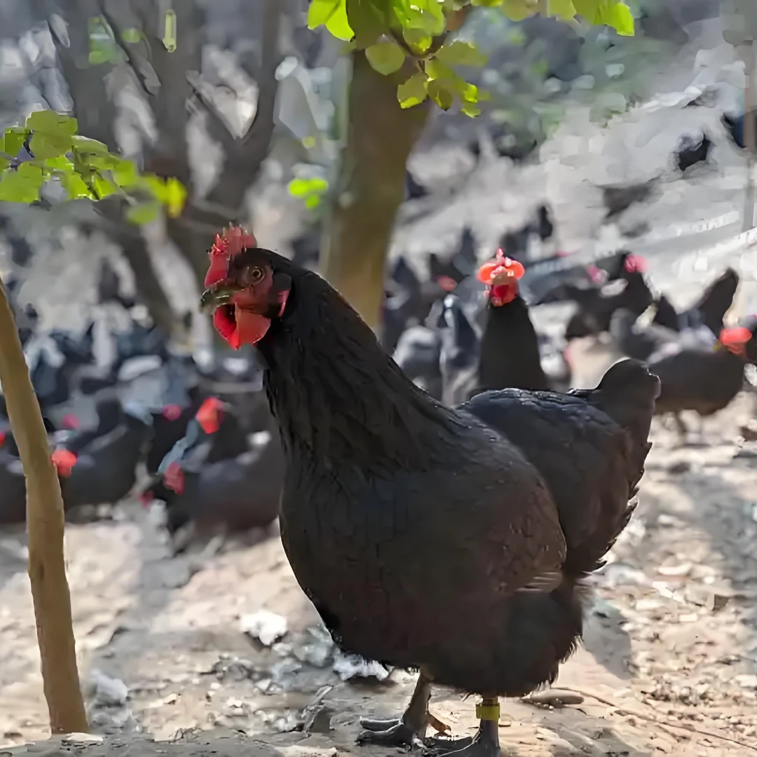 【石岩箐居】云南林下散养土鸡 活体 一物一拍