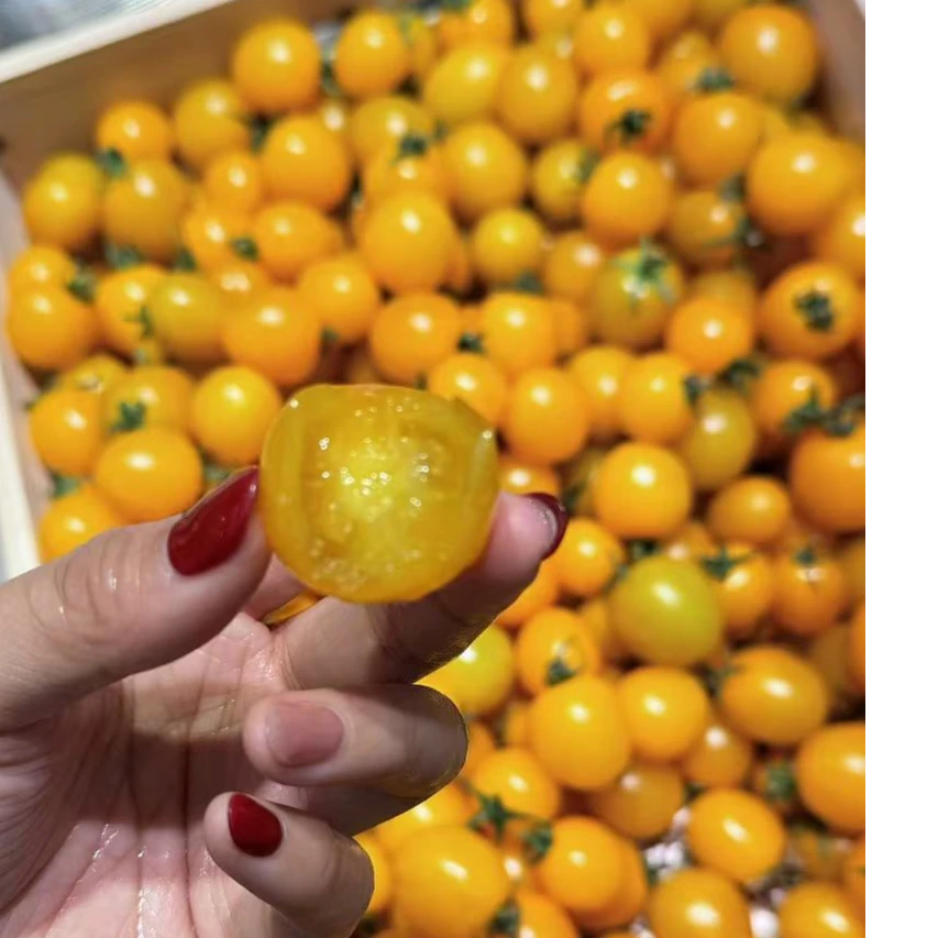 有机小黄柿子 味道正宗 巨好吃约450克每盒