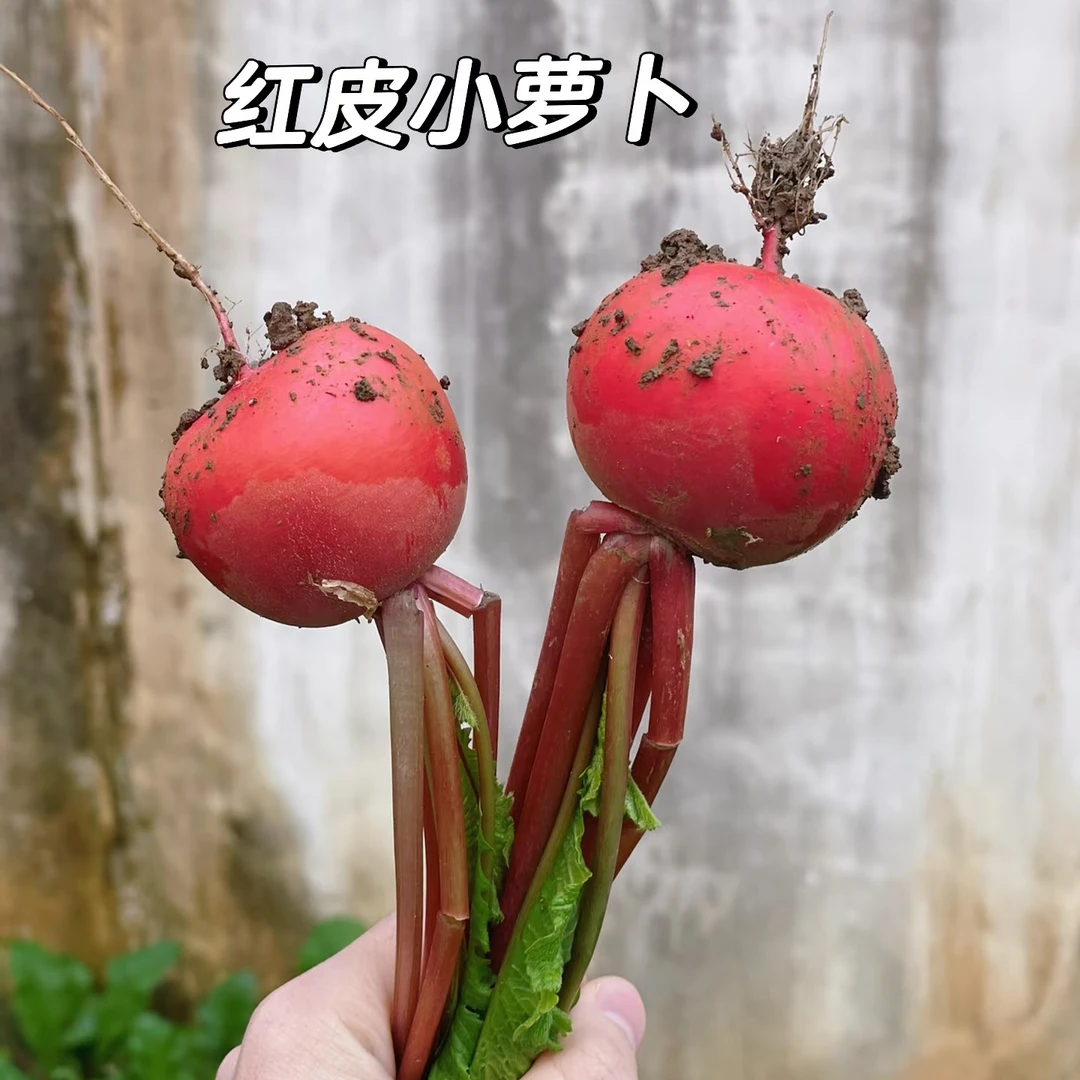 （新上市）红皮小萝卜顺丰包邮秋萝卜