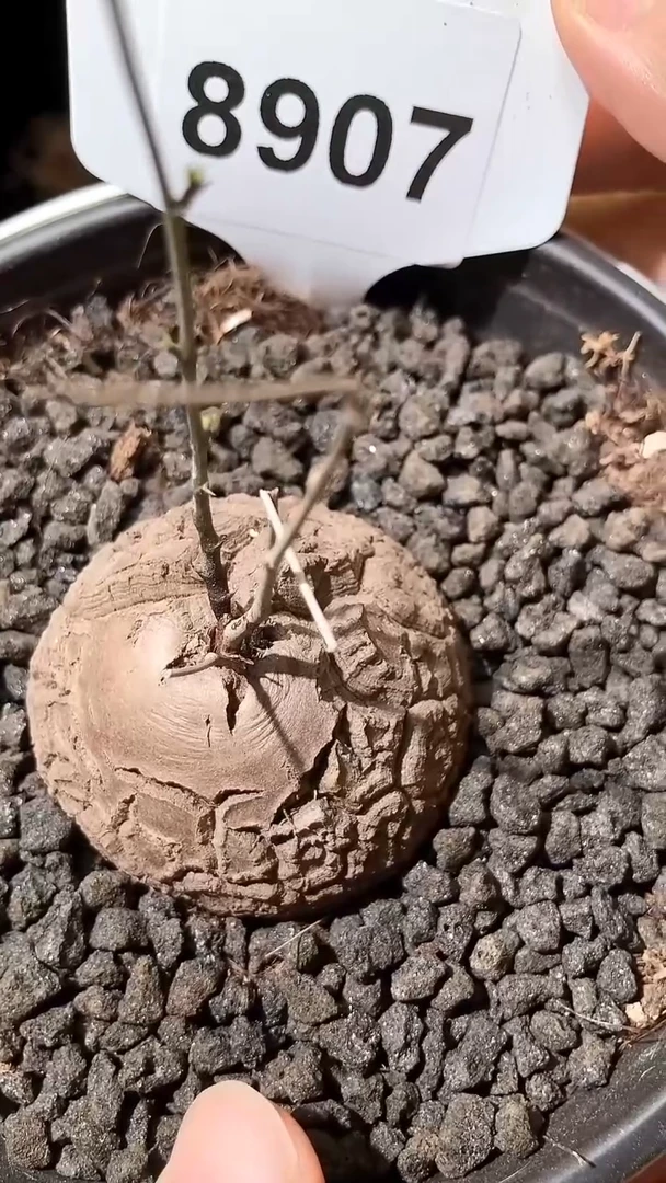 8907号1009甄选南非龟甲龙单颗