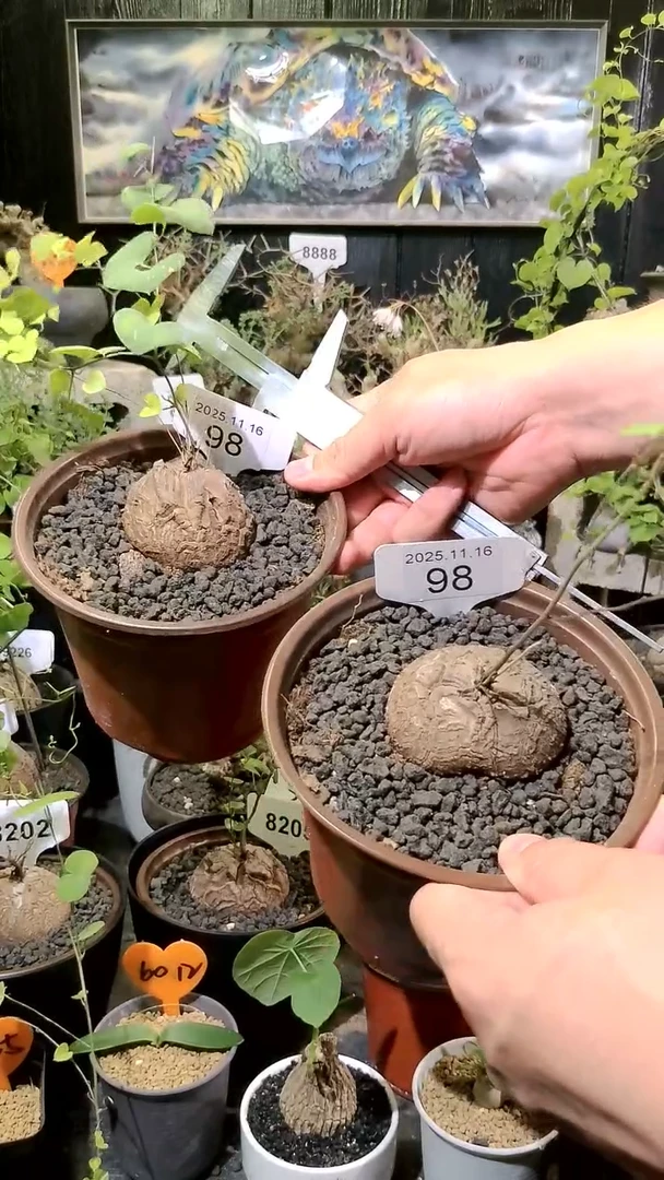 98号1116福利南非龟甲龙买一送一