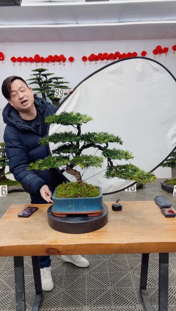 【闪购商品】盆景盆景