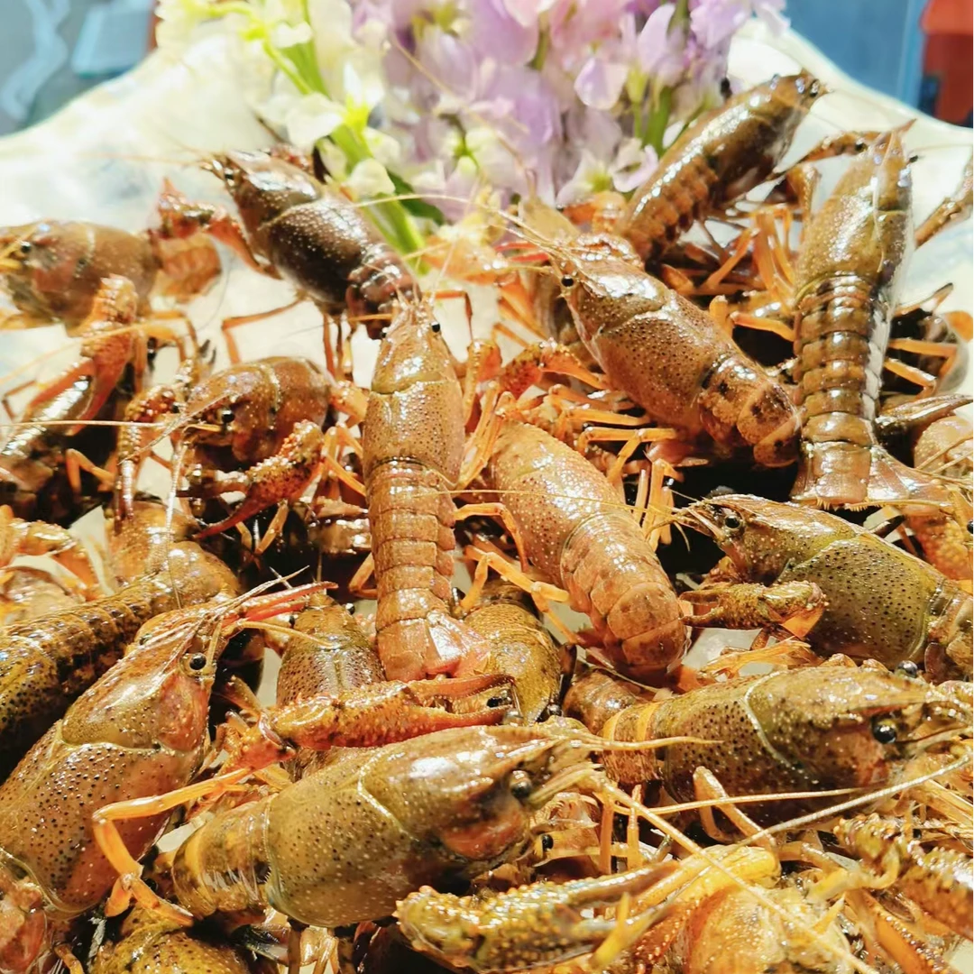 【鲜活】清水小龙虾79米5斤/小青2-4钱/鲜活发货/小龙虾同城1小时达小龙虾鲜活