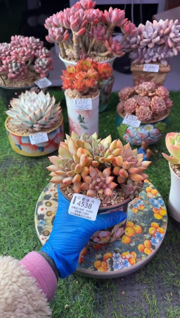 昆明印象多肉4538