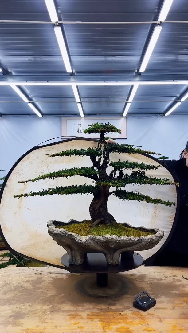 无花朵一物一拍·所见即所得