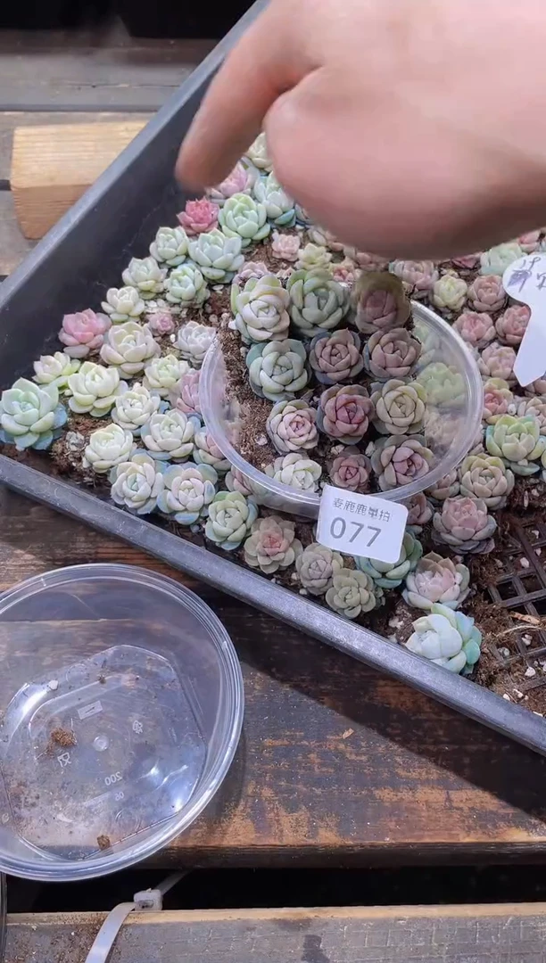 【闪购商品】076果冻捏捏糖量拍1盒