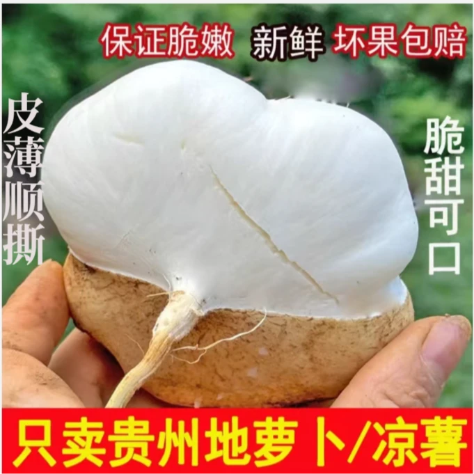 【贵州地萝卜】新鲜凉薯地瓜现挖现发脆嫩清甜可口泡沫箱加网套发货