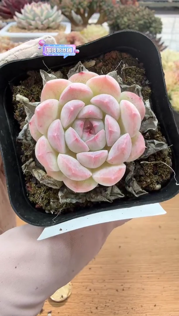 东云多肉园二店-77