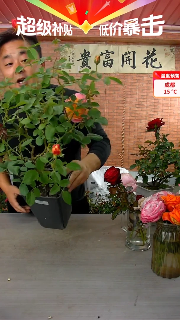 当前无花朵，栽培后可花朵莫奈