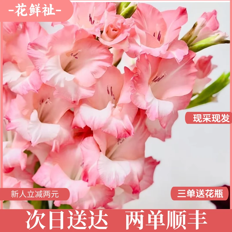 花鲜祉【剑兰粉色5枝】新鲜包邮到家次日达