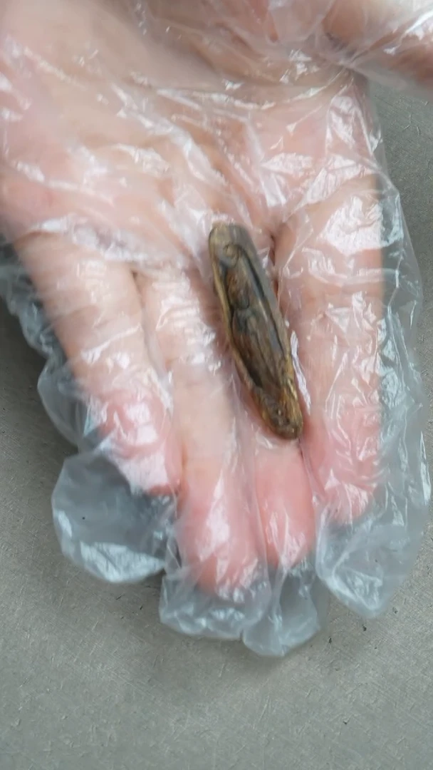 【闪购商品】沉香吊坠沉水芽庄白奇楠沉香1.58克雕刻挂件