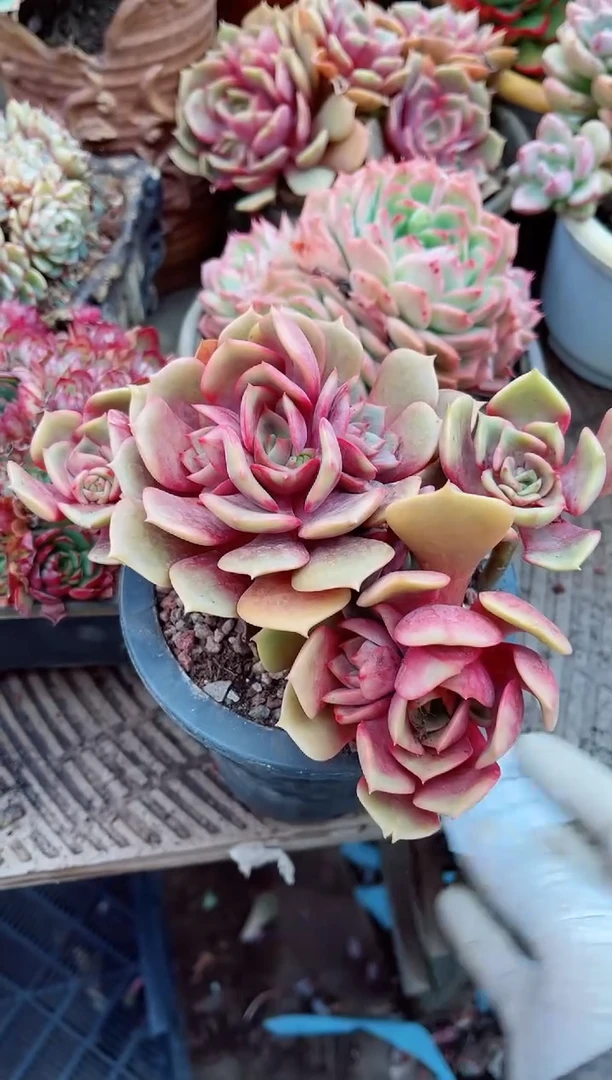 【闪购商品】07140