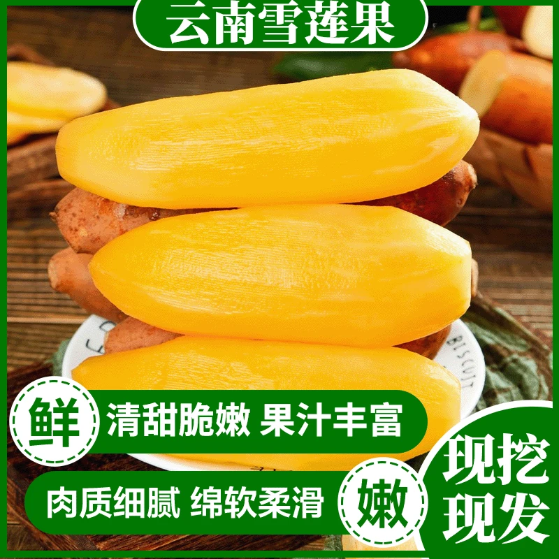 云南雪莲果现挖现发清甜脆嫩肉质细腻果汁丰富口口爆汁香甜美味
