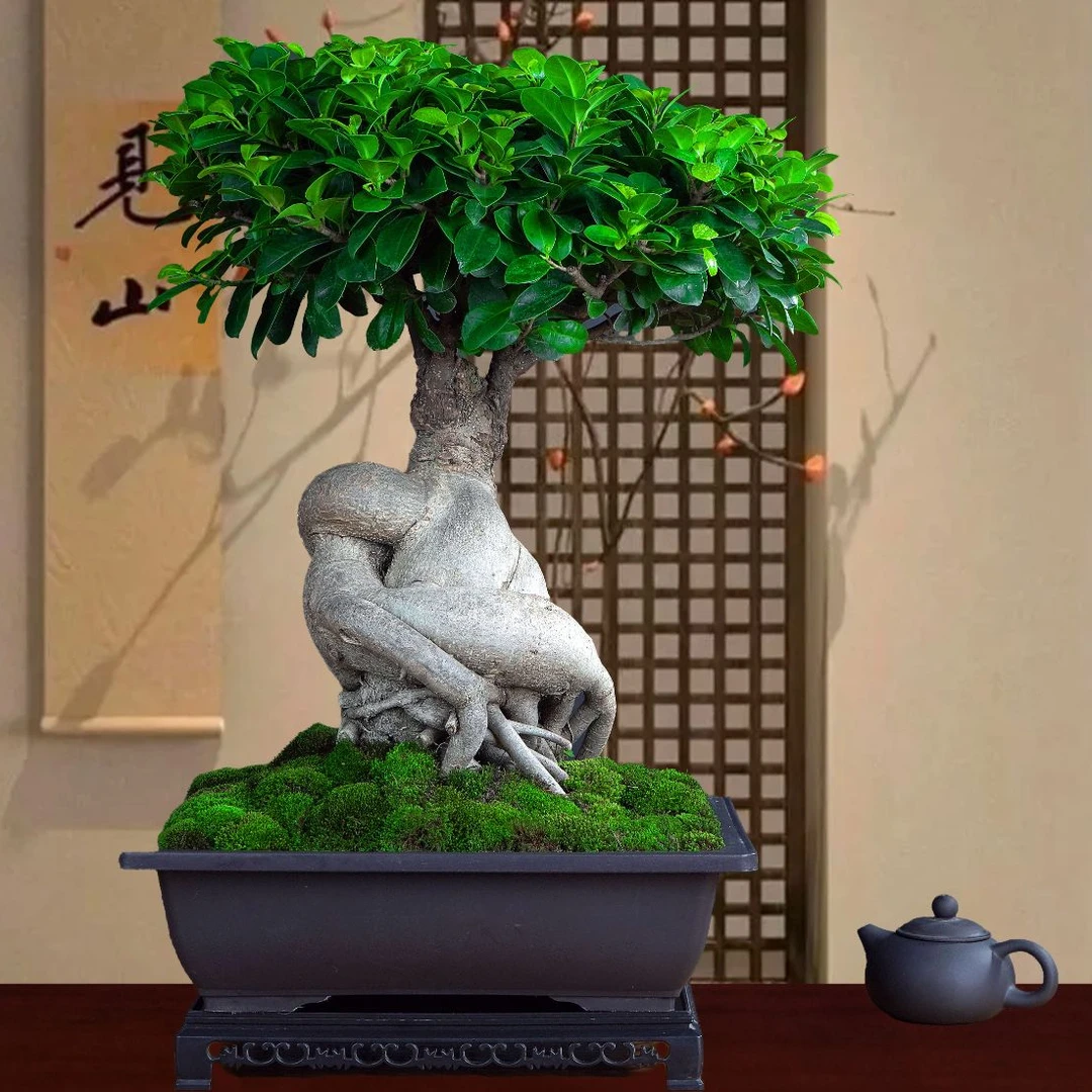 白皮榕树盆景怪根自然形成老桩好养四季常青