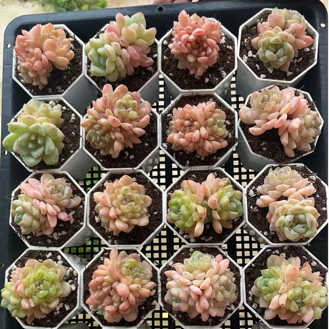 满9.9包邮【随机】双头油透冰魄出糖心1颗