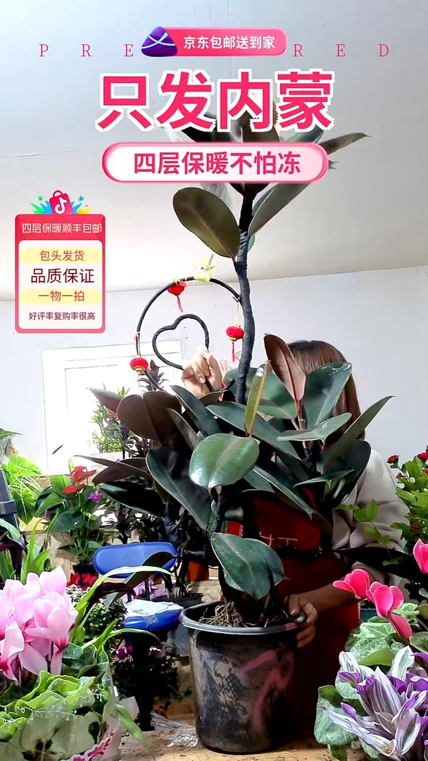 完全开放造型橡皮树双层