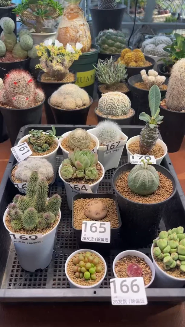 T****dTim专拍辛顿花笼群