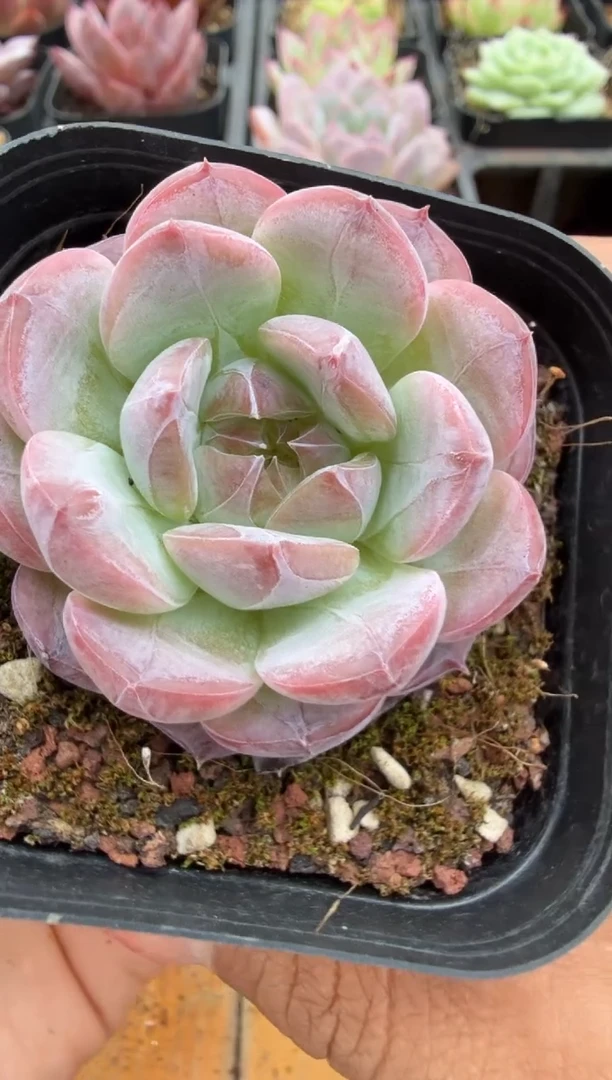 东云多肉园二店-143