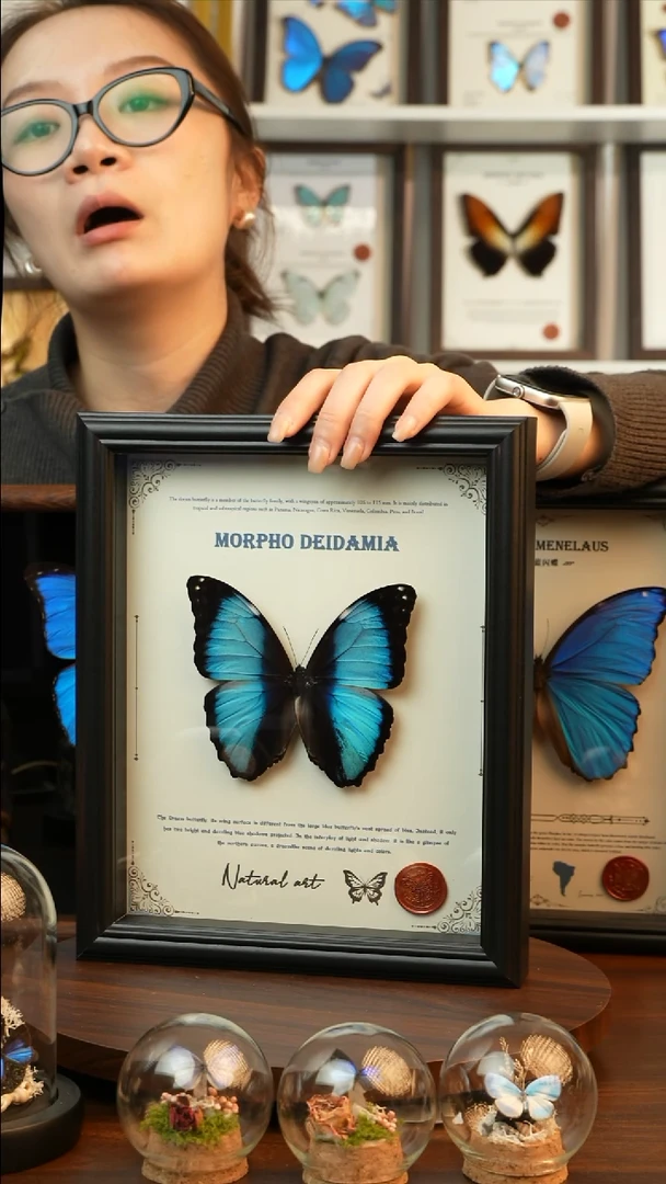 梦幻闪蝶-英文（10寸欧式黑框）199