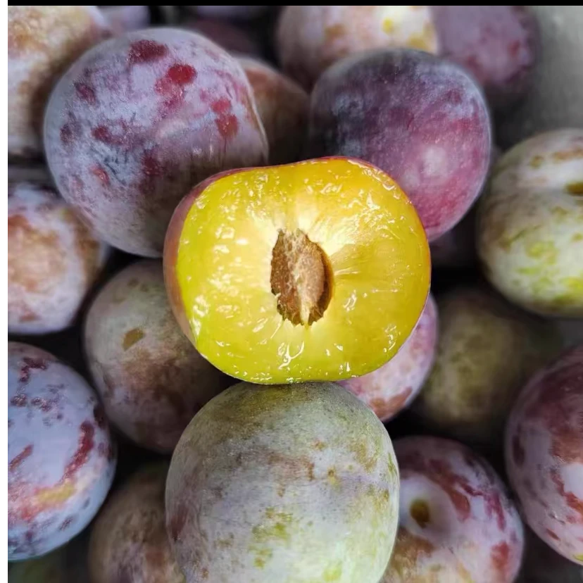 四川高山小脆红脱骨李子当季新鲜水果现摘现发脆甜多汁包邮