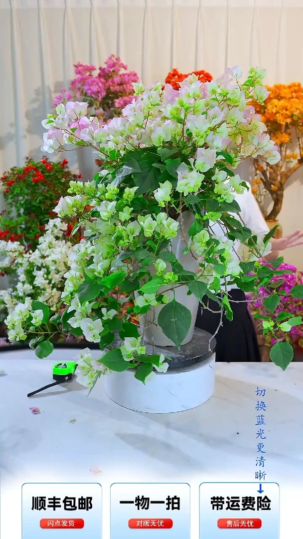 大部分开放少量花苞绿荫