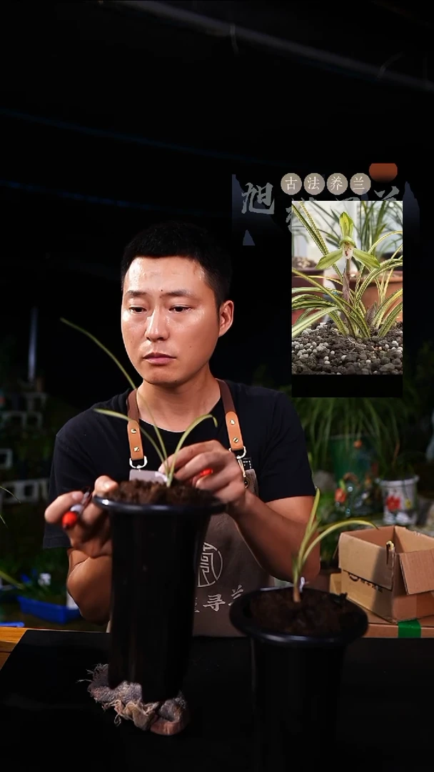 当前无花栽培后可以开花哑*春兰-金榜题名（2苗带1芽）带盆发货