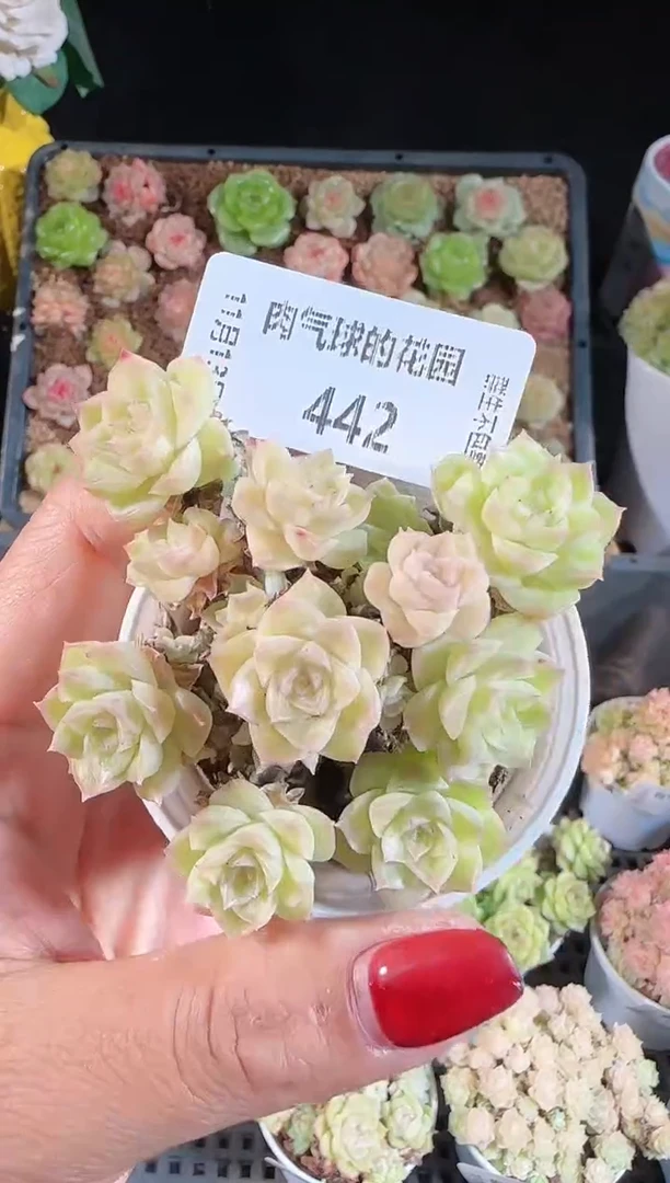 1113-442群生不包整