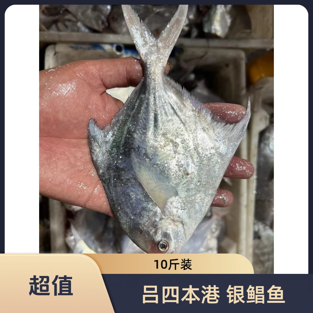 吕四本港海捕银鲳鱼5斤装（1斤5条规格）