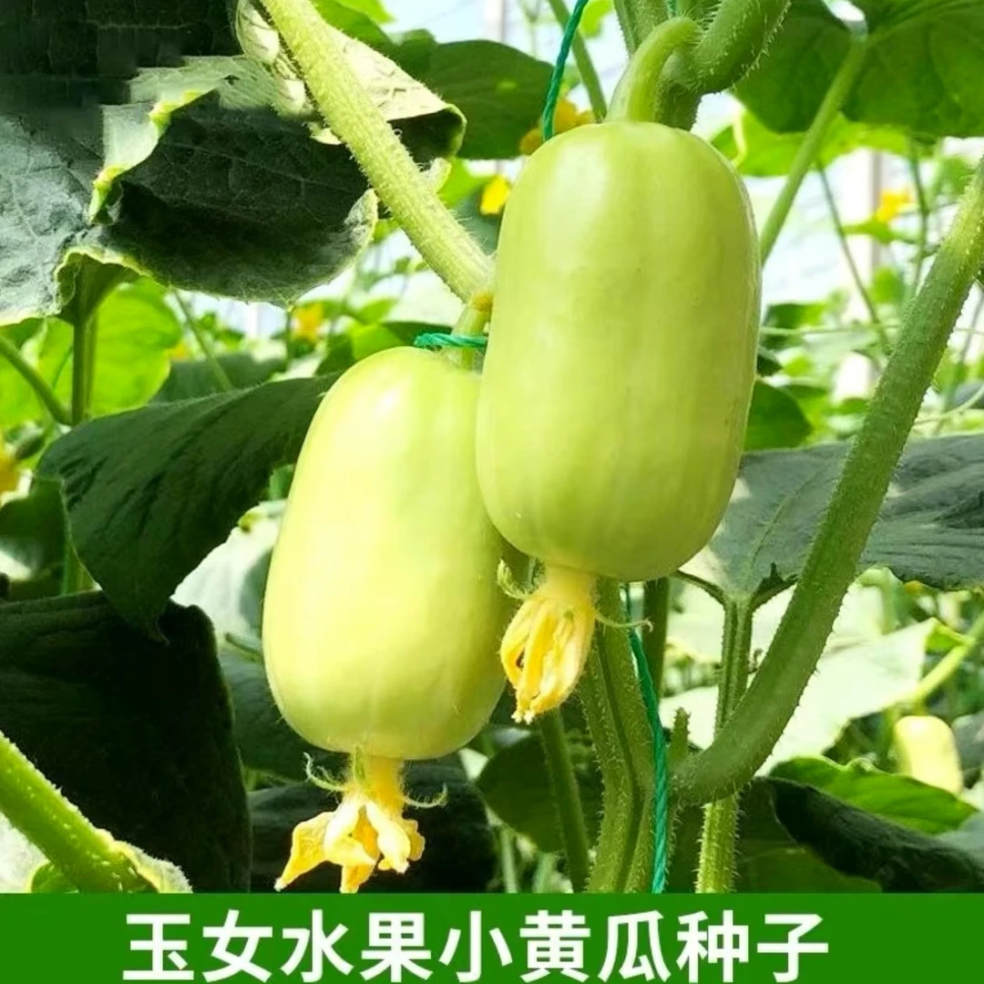 玉女水果黄瓜种子脆甜拇指小黄瓜种籽四季阳台盆栽