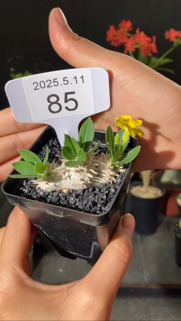 85号5.11 惠比须笑特价福利，花不保
