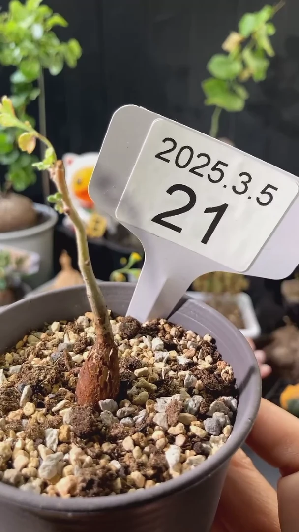 【闪购商品】橡木漆树3.5.21