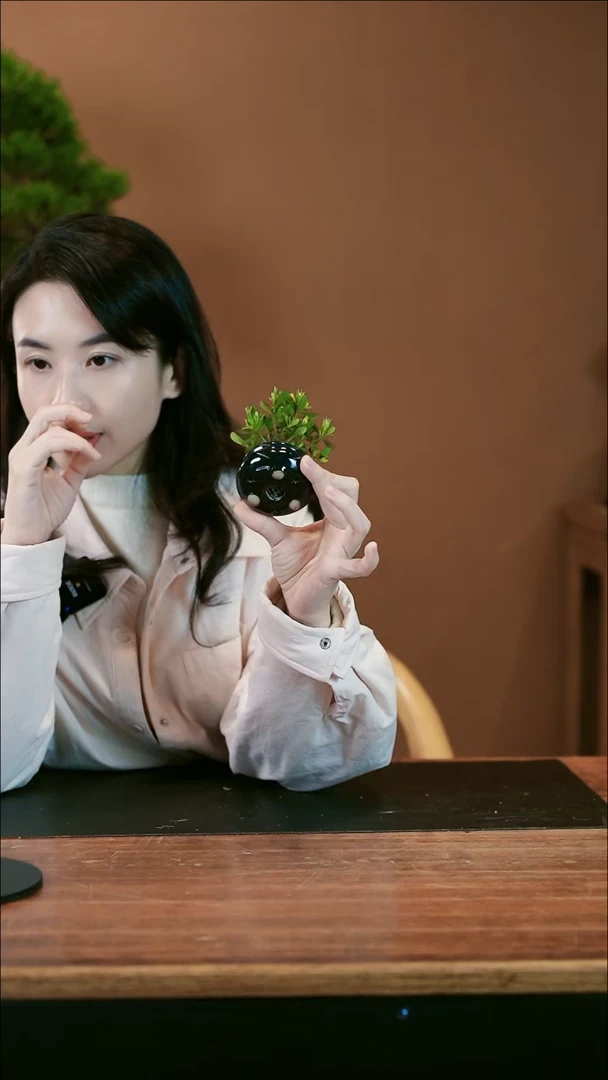 【闪购商品】盆景栀子花 墨绿