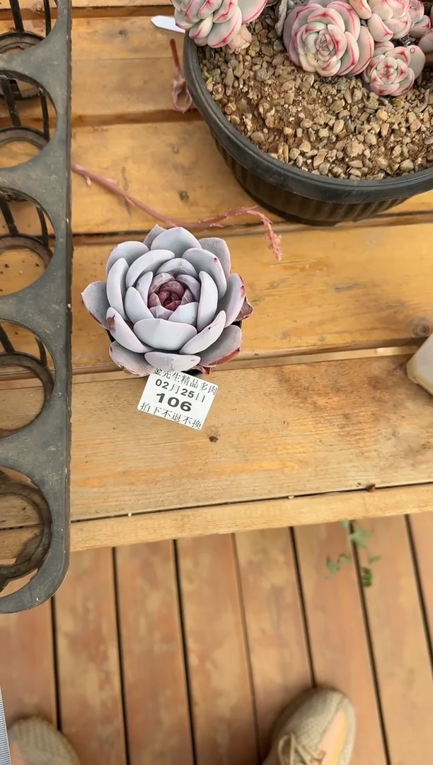 【闪购商品】0225-106奶油太阳