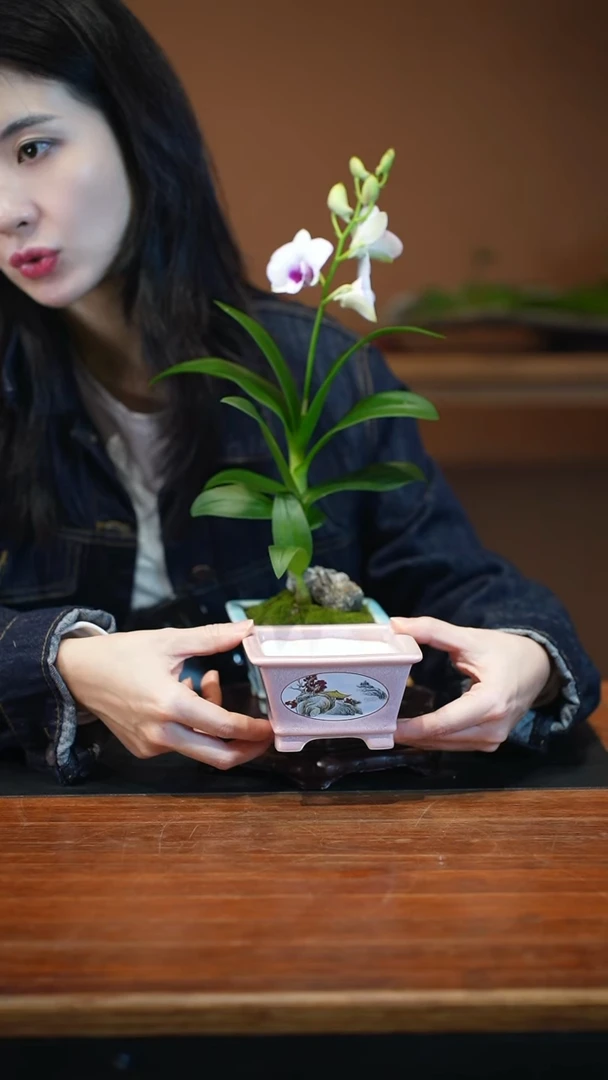 全部花朵石斛兰盆景盆景盆景