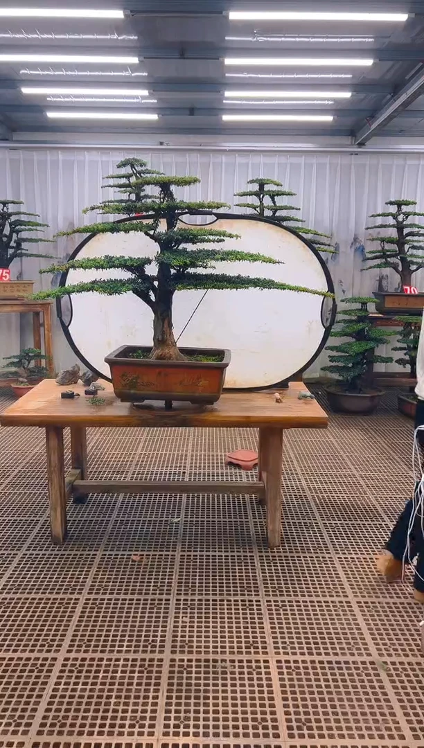 无花朵吴**洪精品盆景直播间一物一拍