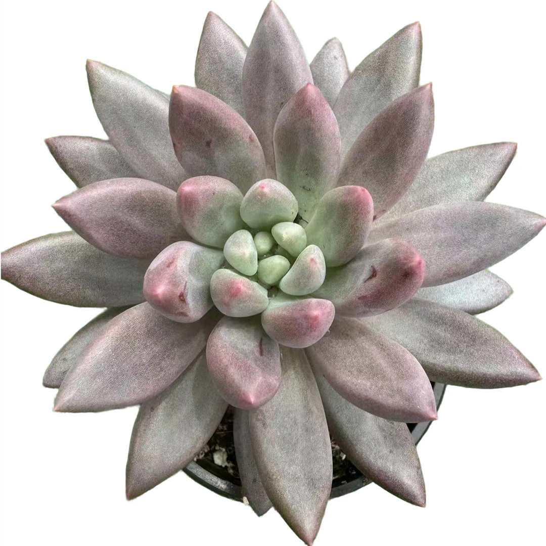 单头水晶球多肉【满19包邮】