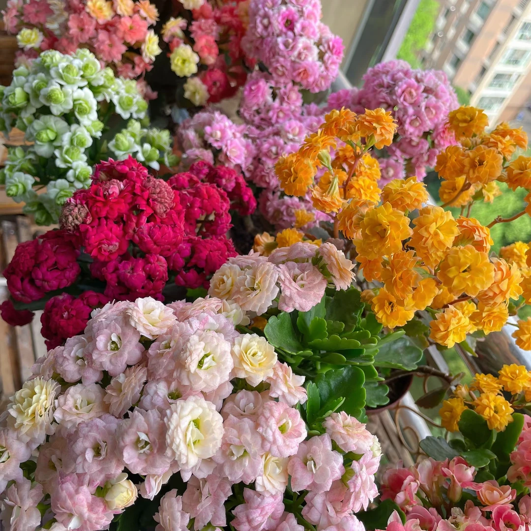 【买一送一】橙色粉色长寿花  云南鲜花  花期长鲜花批发花店摆地摊