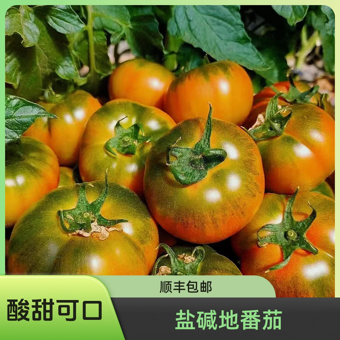 山东盐碱地草莓柿子铁皮西红柿小时候口感酸甜现摘现发孕妇宝宝